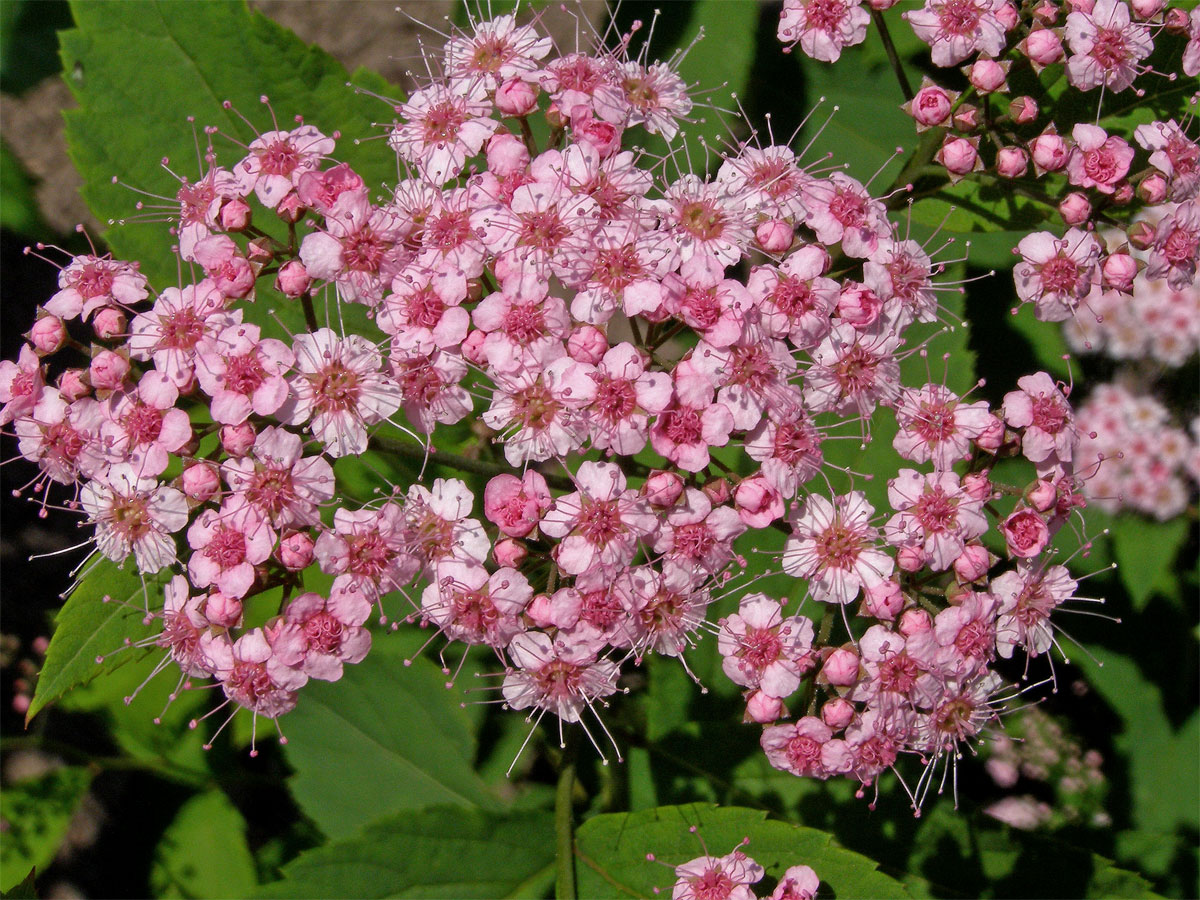 Tavolník japonský (Spiraea japonica L. fil.)