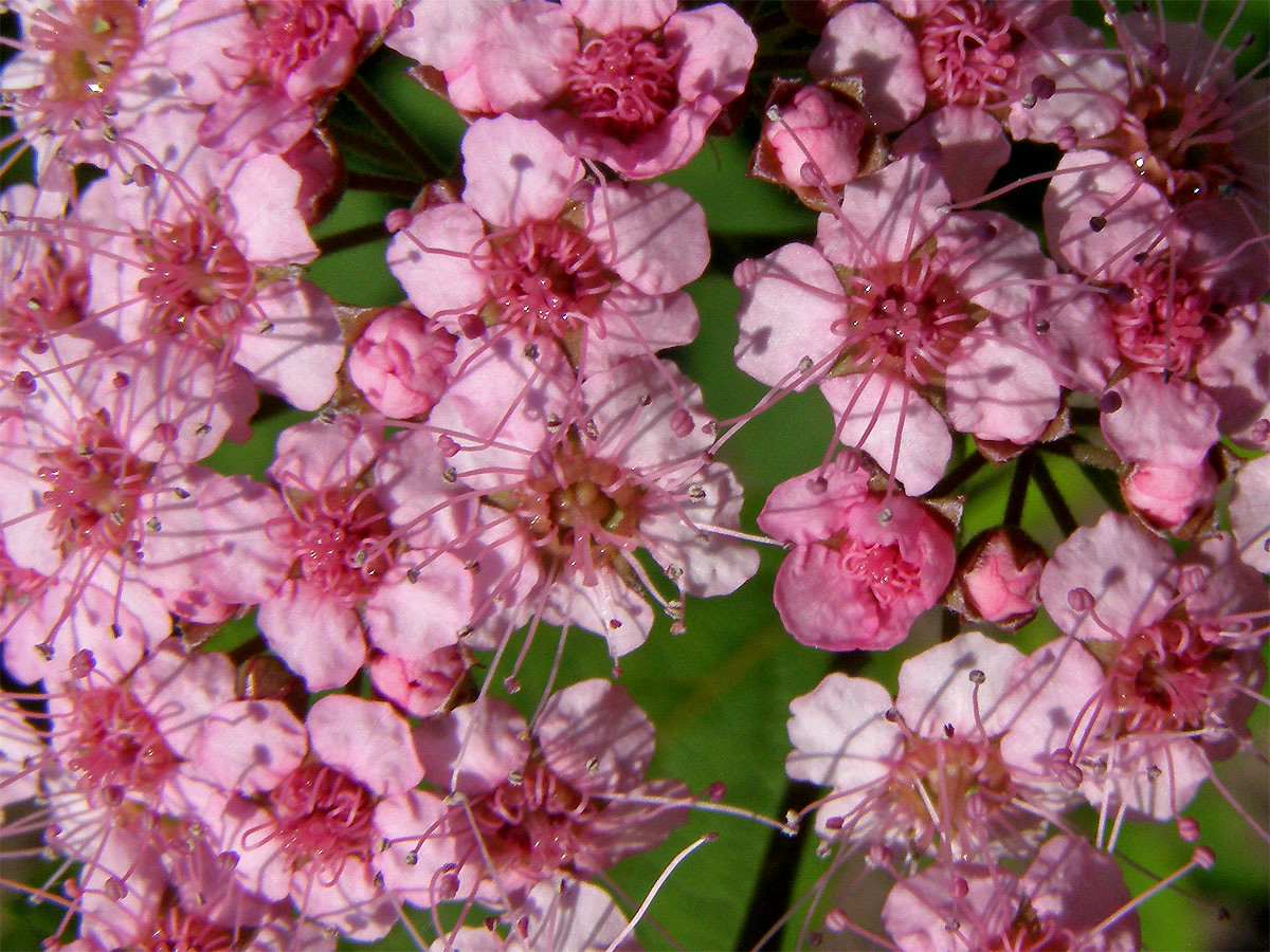 Tavolník japonský (Spiraea japonica L. fil.)