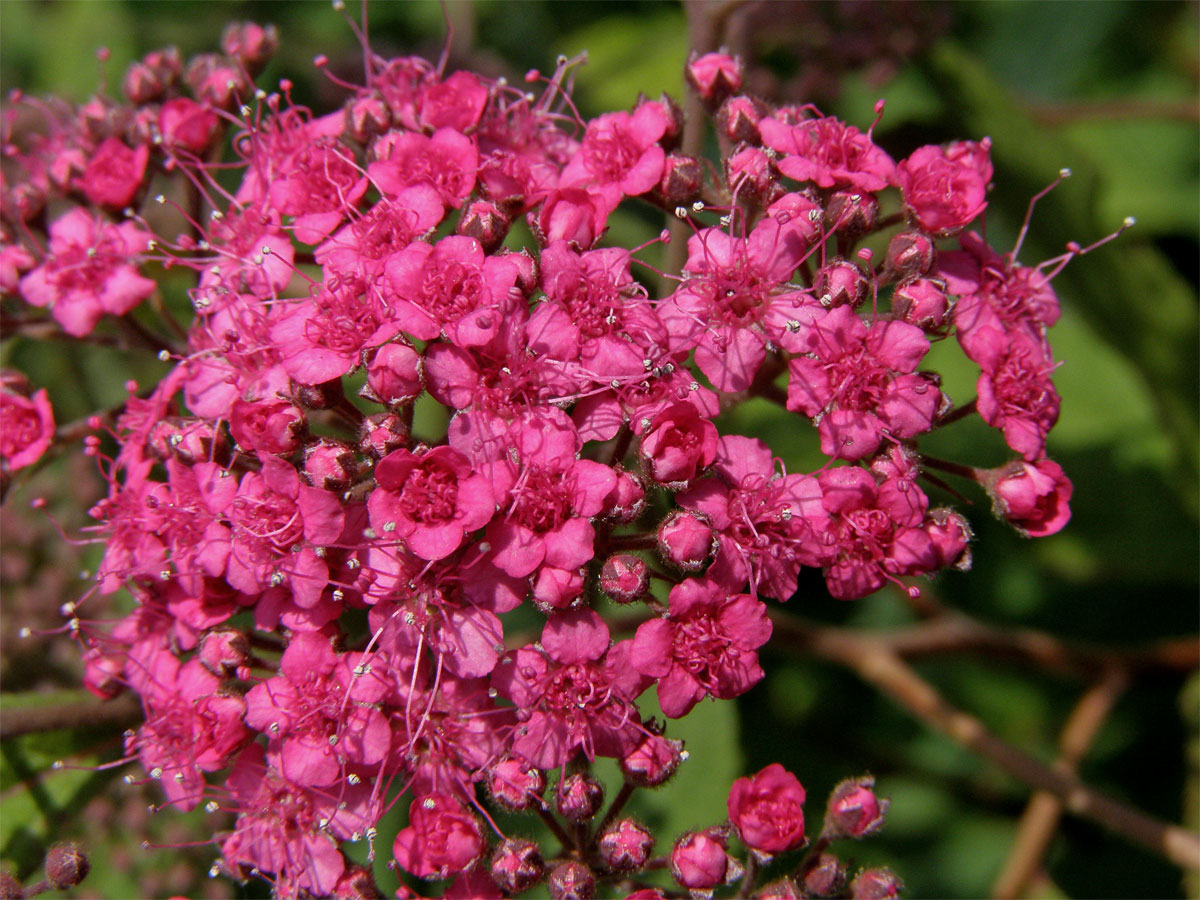 Tavolník japonský (Spiraea japonica L. fil.)