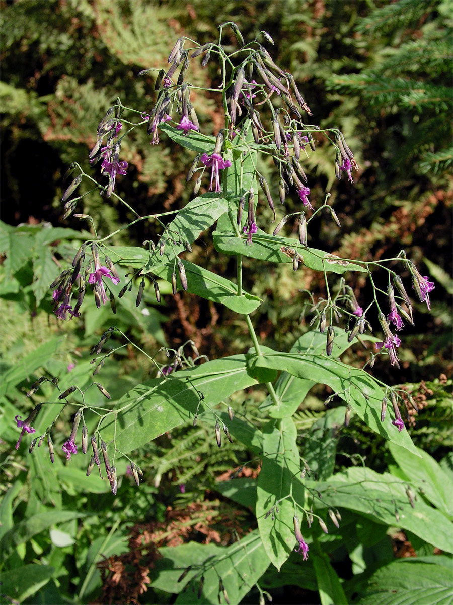 Věsenka nachová (Prenanthes purpurea L.)