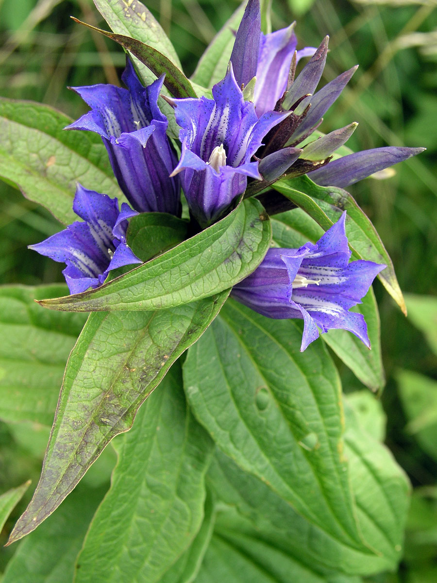 Hořec tolitovitý (Gentiana asclepiadea L.)