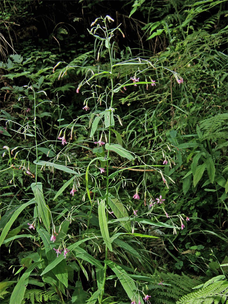 Věsenka nachová (Prenanthes purpurea L.)