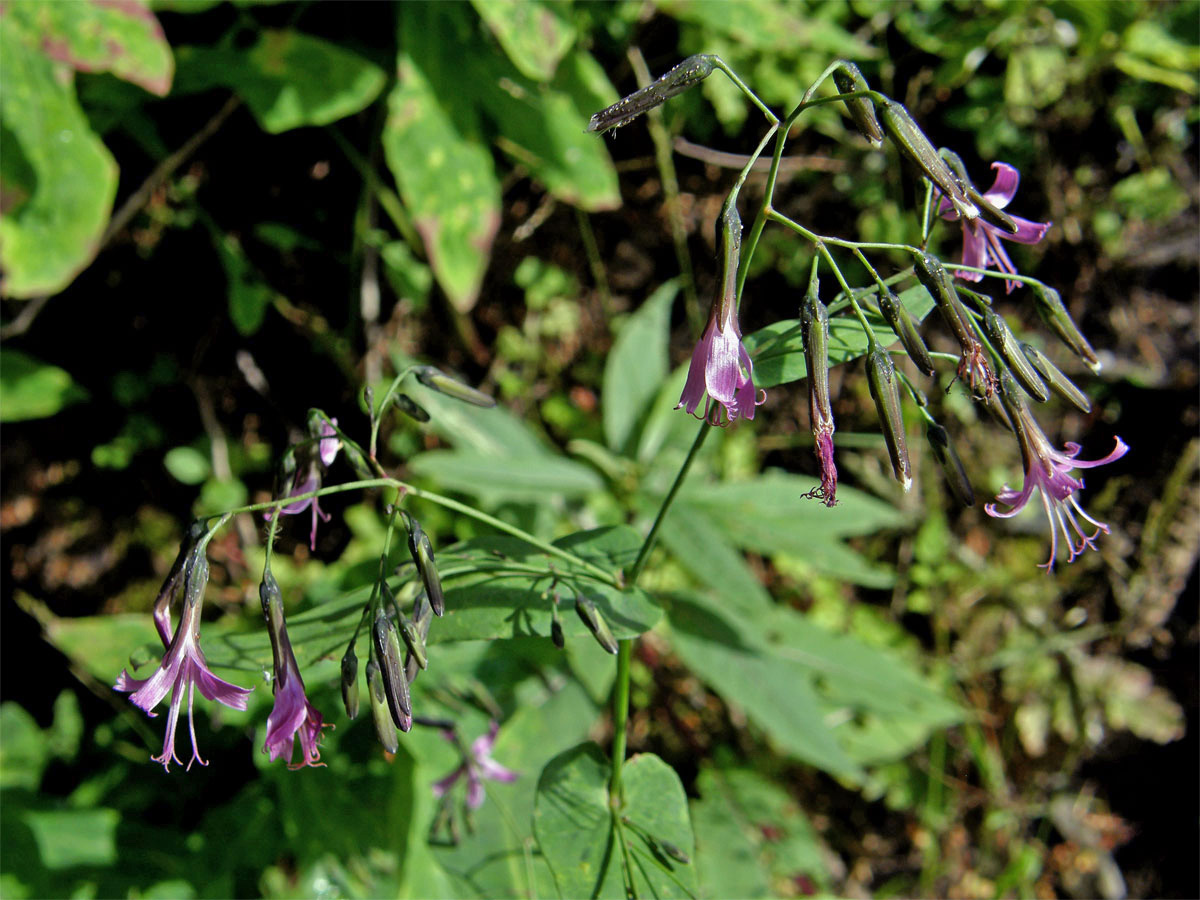 Věsenka nachová (Prenanthes purpurea L.)