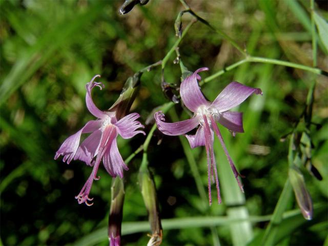 Věsenka nachová (Prenanthes purpurea L.)