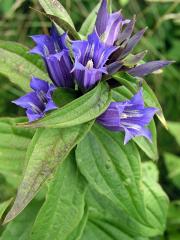 Hořec tolitovitý (Gentiana asclepiadea L.)