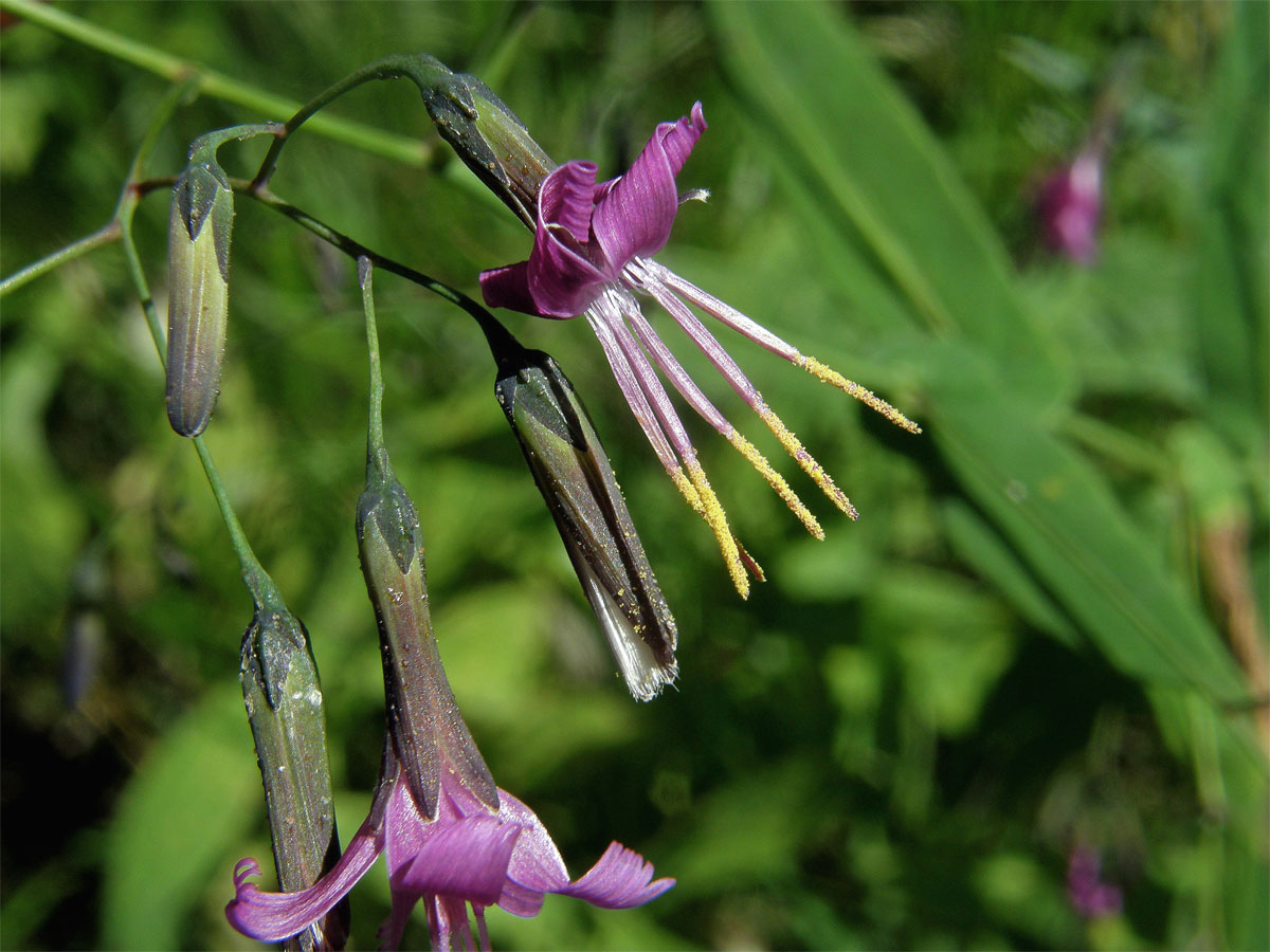 Věsenka nachová (Prenanthes purpurea L.)