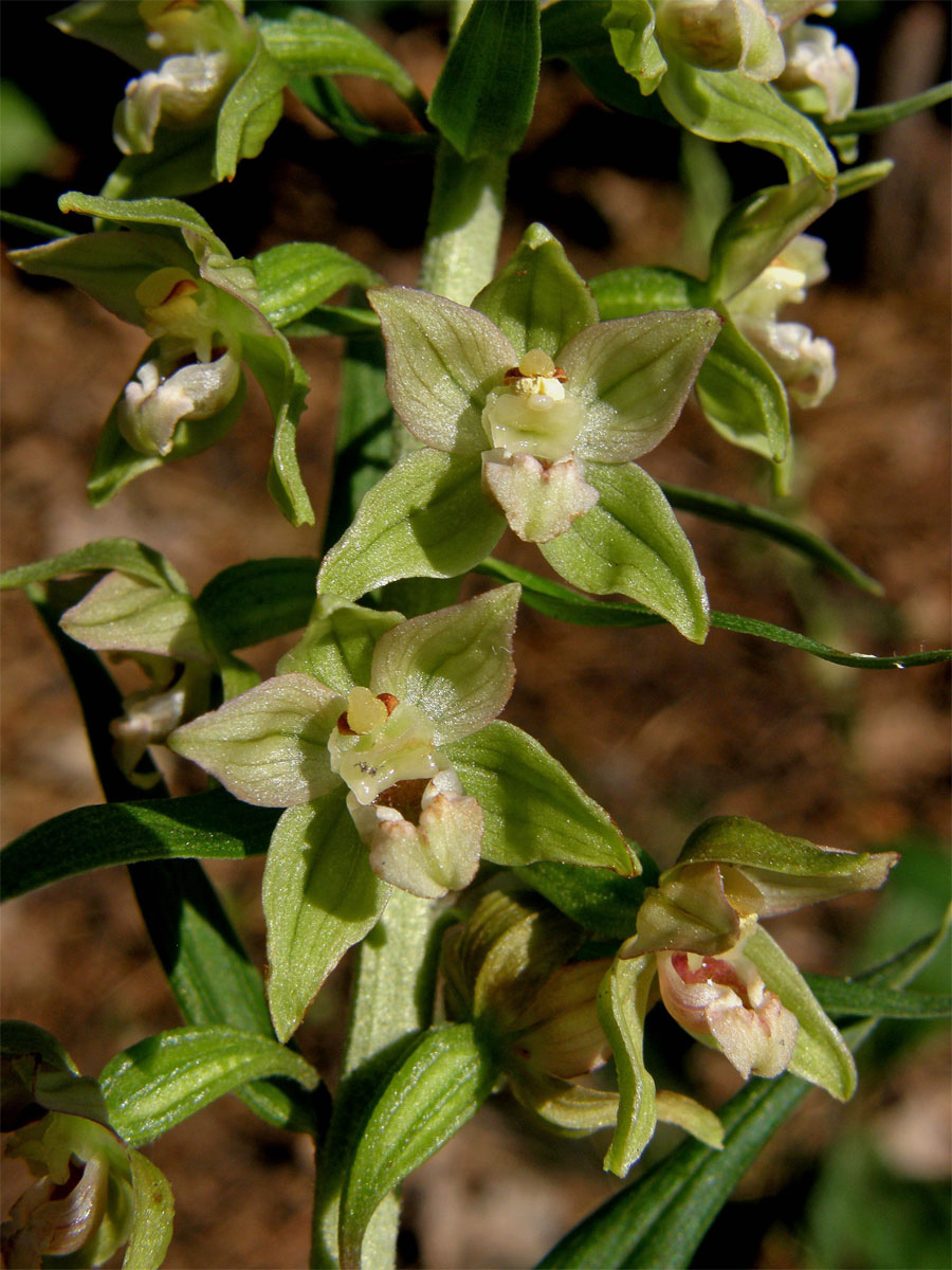 Kruštík širolistý (Epipactis helleborine (L.) Crantz)