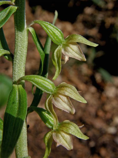 Kruštík širolistý (Epipactis helleborine (L.) Crantz)