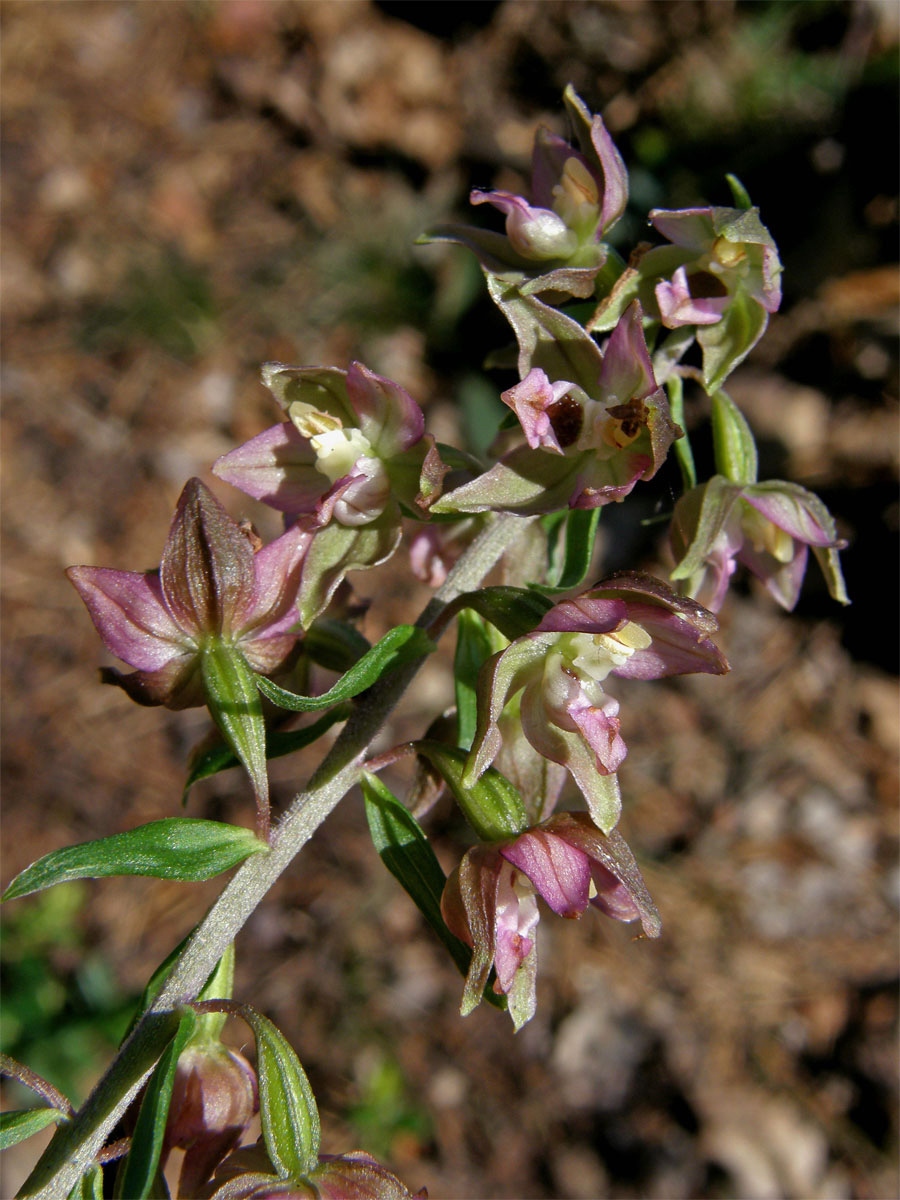 Kruštík širolistý (Epipactis helleborine (L.) Crantz)