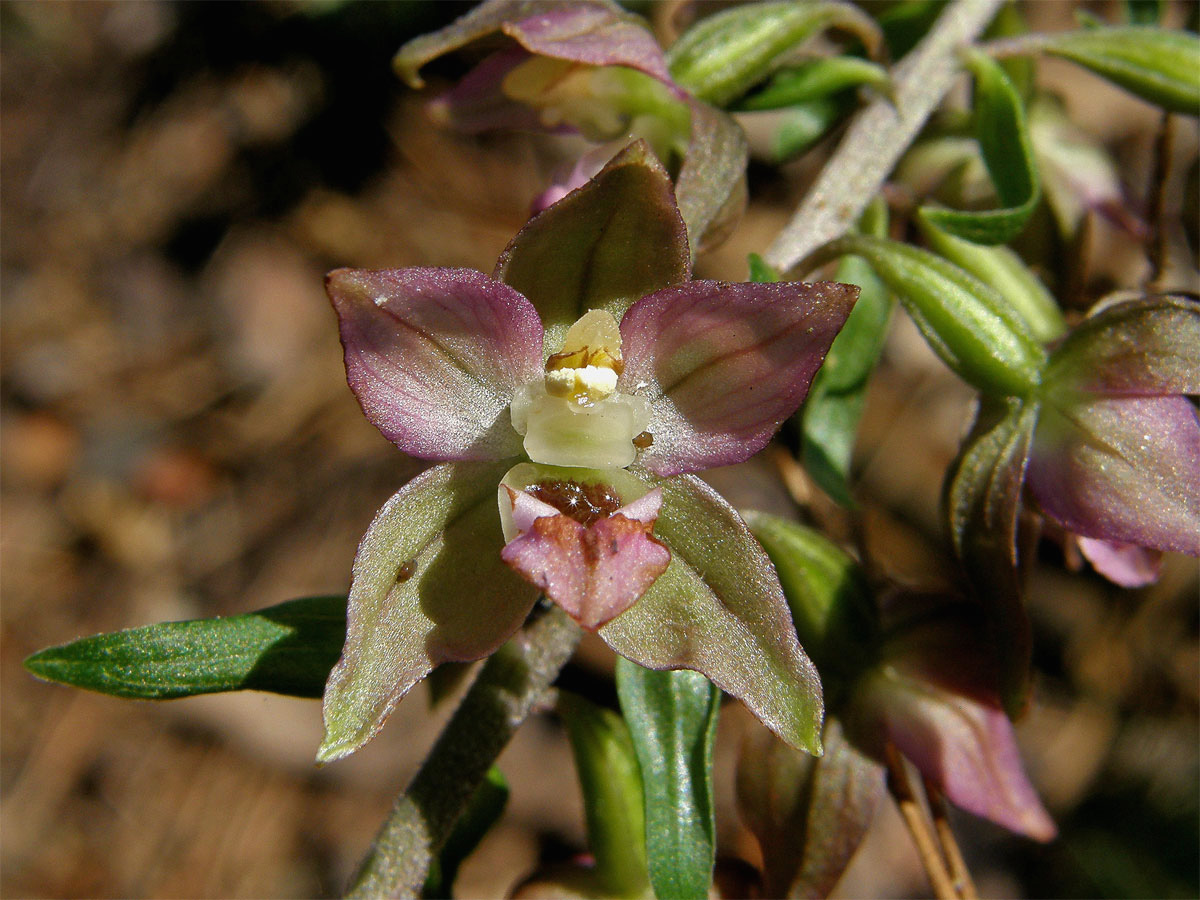 Kruštík širolistý (Epipactis helleborine (L.) Crantz)