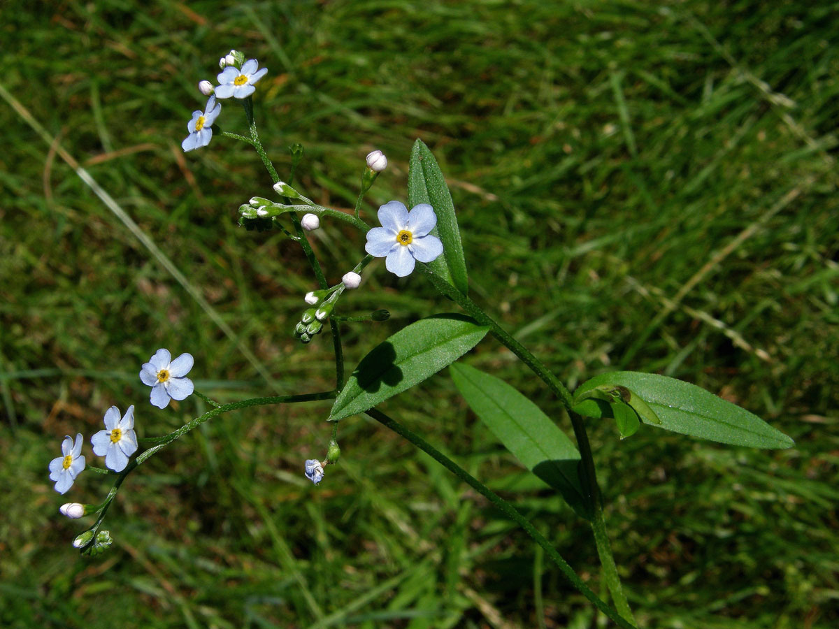 Pomněnka bahenní (Myosotis palustris (L.) L.)