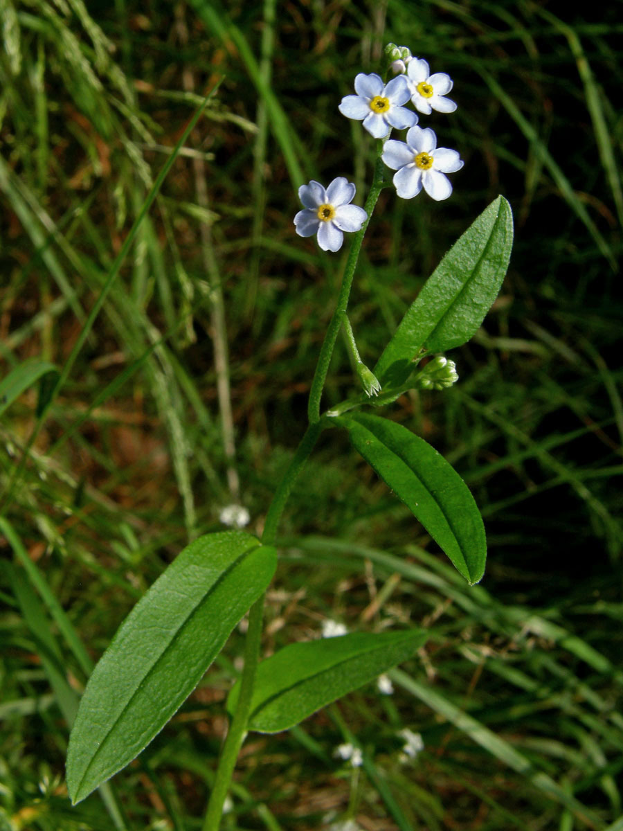 Pomněnka bahenní (Myosotis palustris (L.) L.)