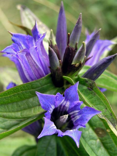 Hořec tolitovitý (Gentiana asclepiadea L.)