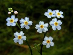 Pomněnka bahenní (Myosotis palustris (L.) L.)