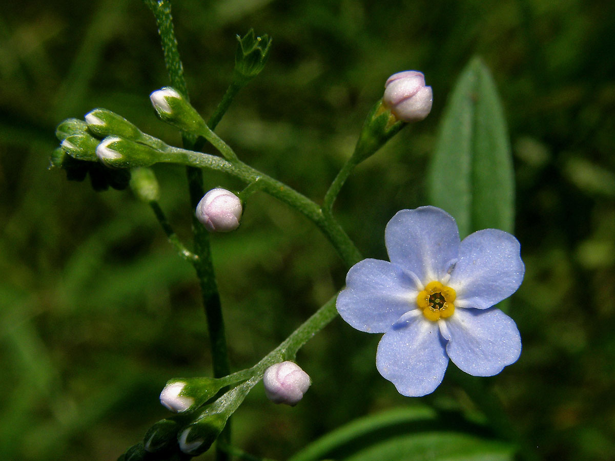 Pomněnka bahenní (Myosotis palustris (L.) L.)