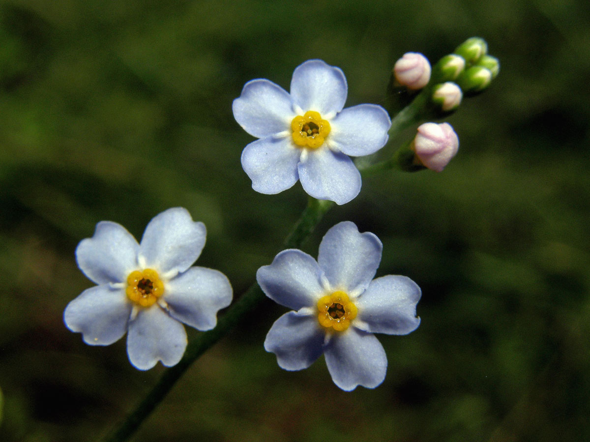 Pomněnka bahenní (Myosotis palustris (L.) L.)