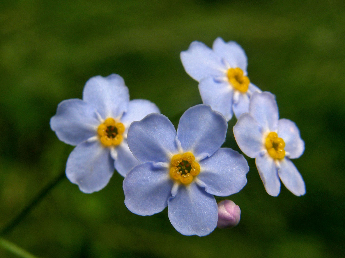 Pomněnka bahenní (Myosotis palustris (L.) L.)