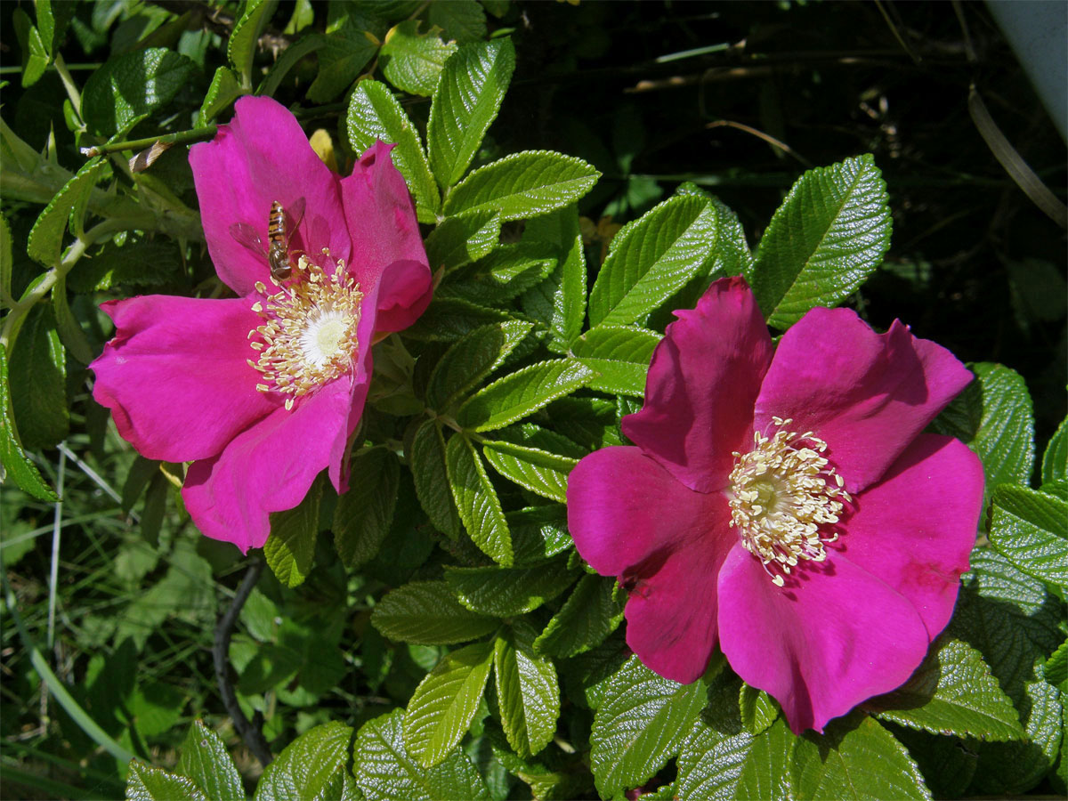 Růže svraskalá (Rosa rugosa Thunb.)