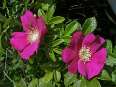 Růže svraskalá (Rosa rugosa Thunb.)  