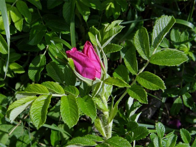 Růže svraskalá (Rosa rugosa Thunb.)