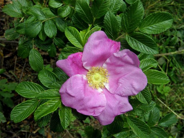 Růže svraskalá (Rosa rugosa Thunb.)