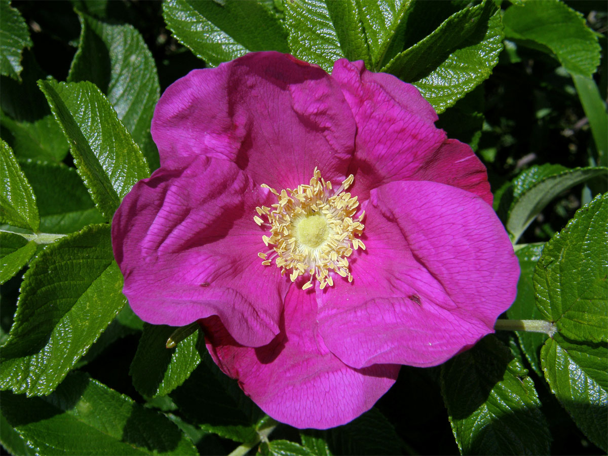 Růže svraskalá (Rosa rugosa Thunb.)