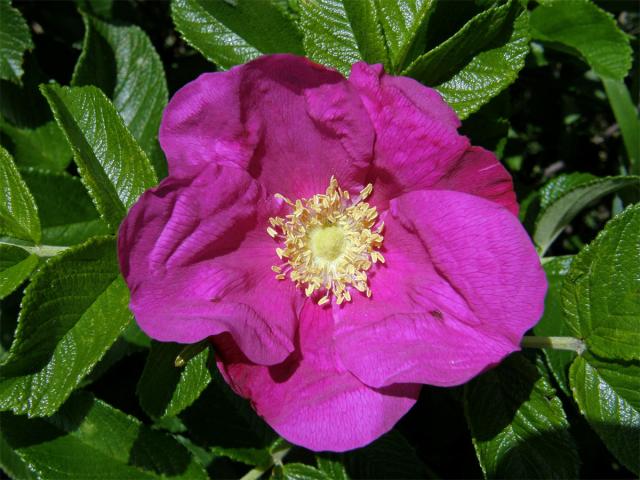 Růže svraskalá (Rosa rugosa Thunb.)