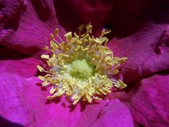 Růže svraskalá (Rosa rugosa Thunb.)