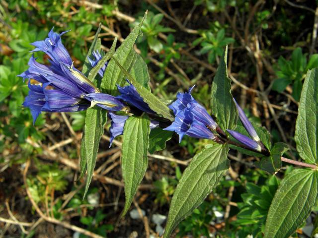 Hořec tolitovitý (Gentiana asclepiadea L.)