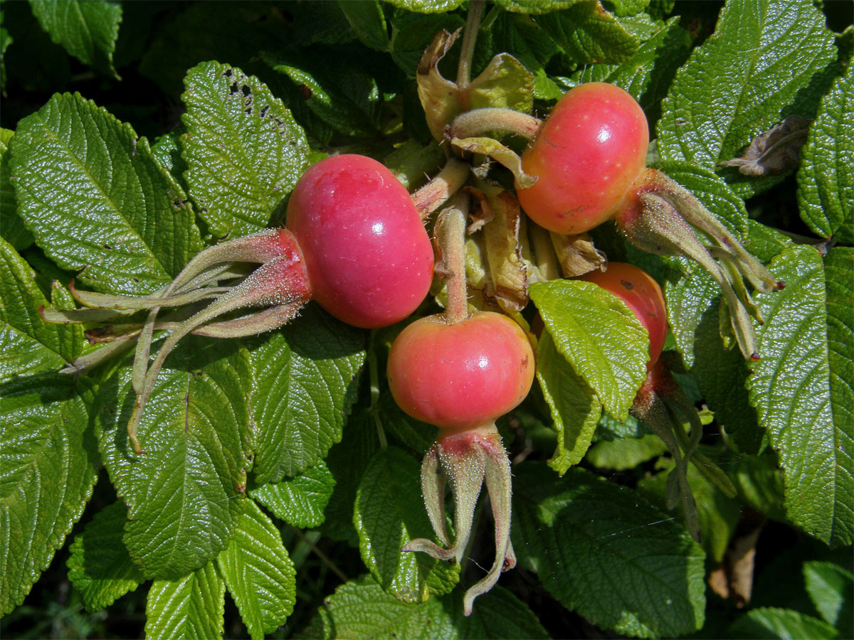 Růže svraskalá (Rosa rugosa Thunb.)