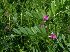 Vikev úzkolistá (Vicia angustifolia L.)