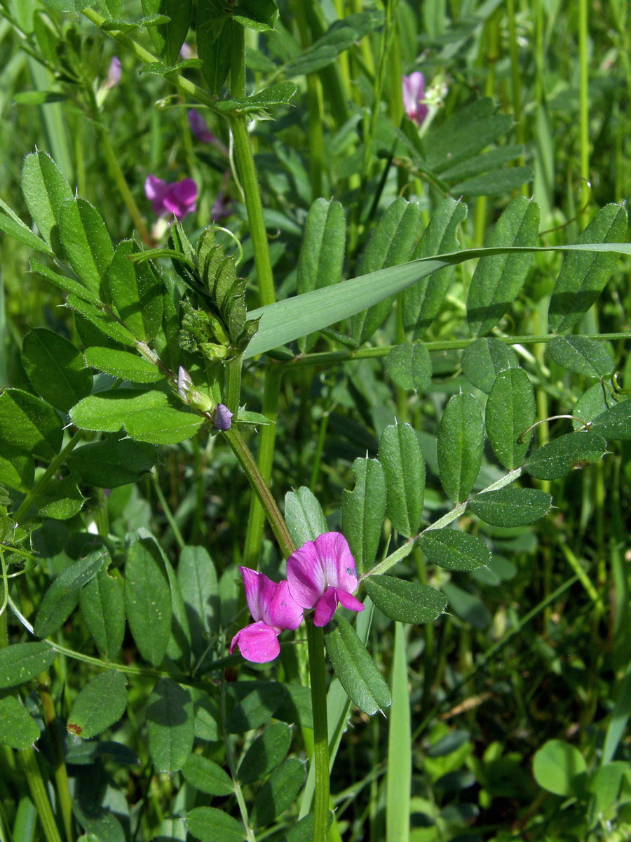 Vikev úzkolistá (Vicia angustifolia L.)