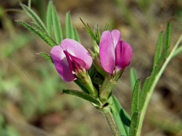 Vikev úzkolistá (Vicia angustifolia L.)