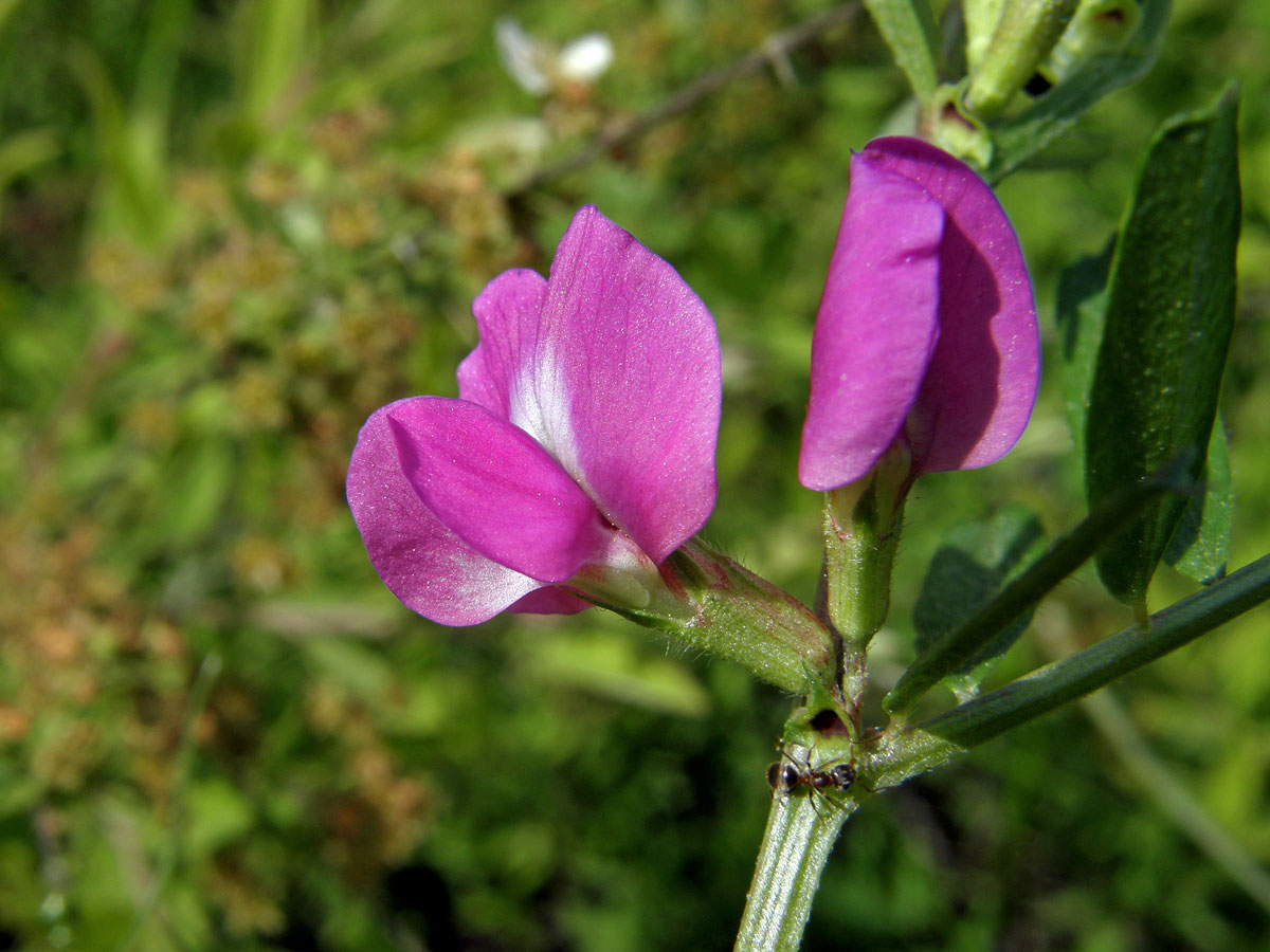 Vikev úzkolistá (Vicia angustifolia L.)