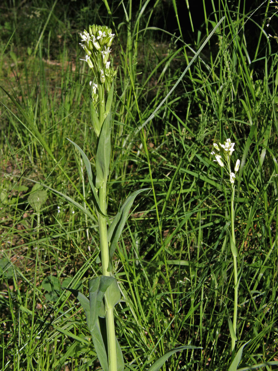 Huseník lysý (Strmobýl lysý) (Arabis glabra (L.) Bernh.)