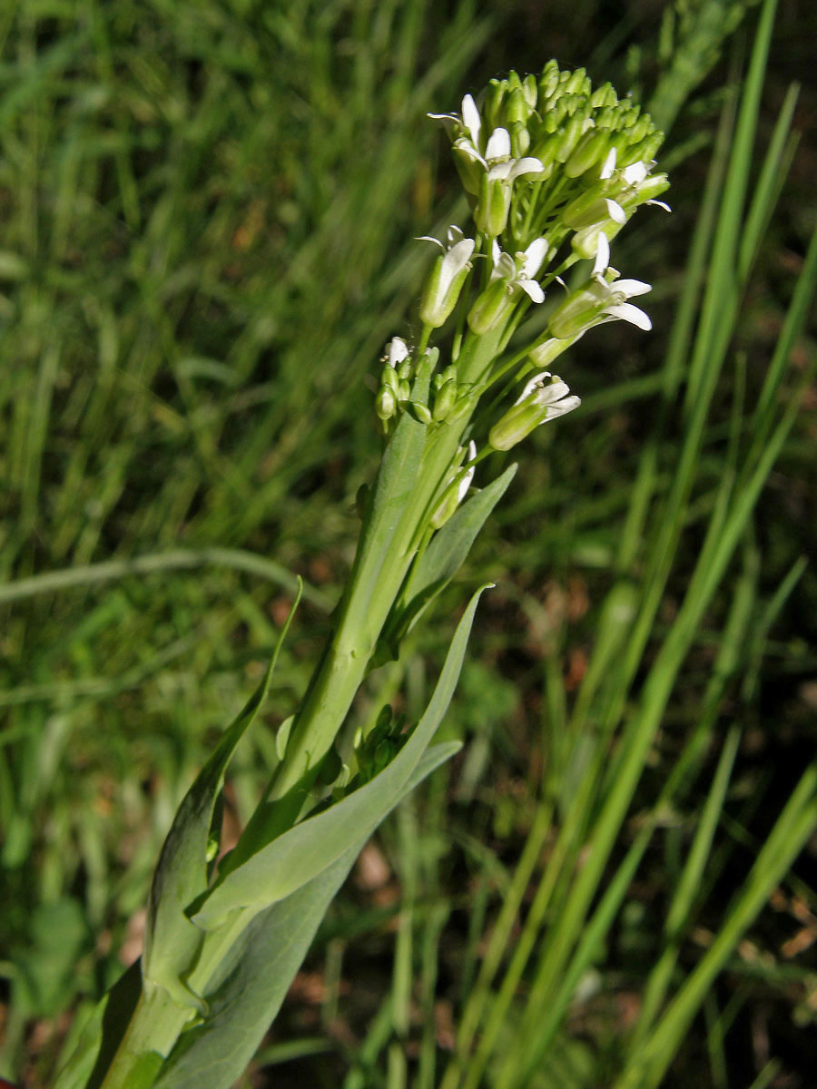 Huseník lysý (Strmobýl lysý) (Arabis glabra (L.) Bernh.)