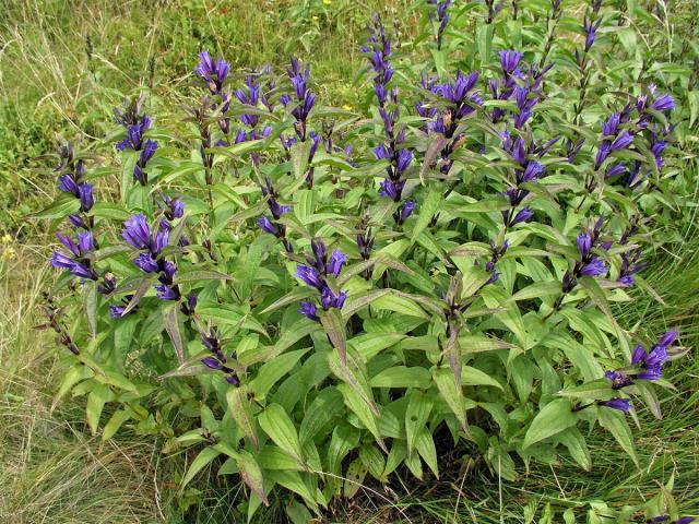 Hořec tolitovitý (Gentiana asclepiadea L.)