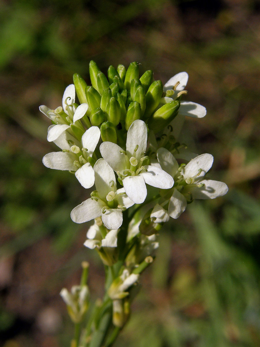 Huseník lysý (Strmobýl lysý) (Arabis glabra (L.) Bernh.)