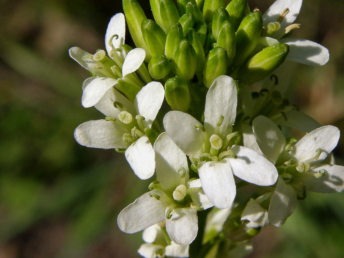 Huseník lysý (Strmobýl lysý) (Arabis glabra (L.) Bernh.)