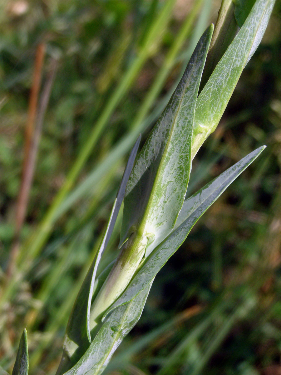 Huseník lysý (Strmobýl lysý) (Arabis glabra (L.) Bernh.)