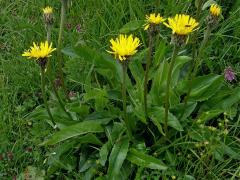 Prasetník jednoúborný (Hypochaeris uniflora Vill.)