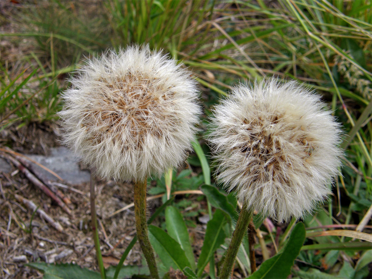 Prasetník jednoúborný (Hypochaeris uniflora Vill.)