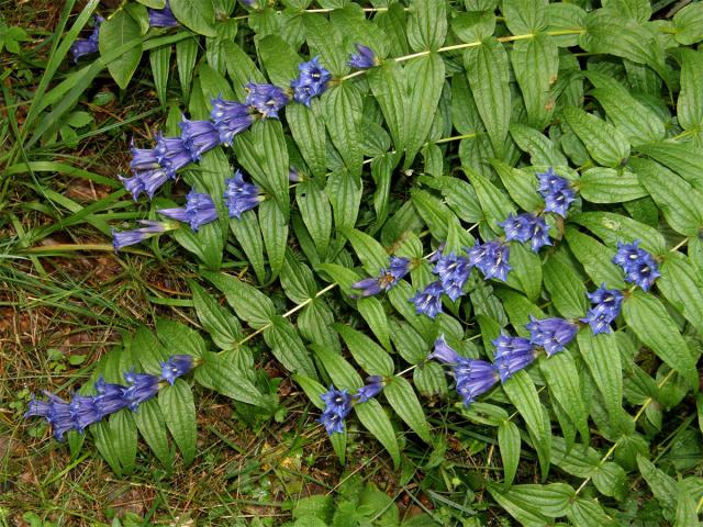 Hořec tolitovitý (Gentiana asclepiadea L.)