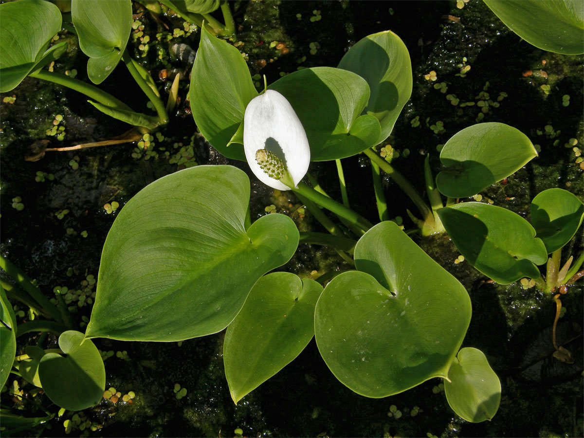 Ďáblík bahenní (Calla palustris L.)