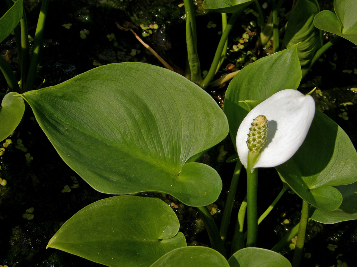 Ďáblík bahenní (Calla palustris L.)