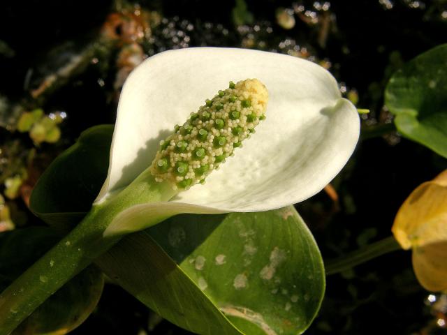 Ďáblík bahenní (Calla palustris L.)