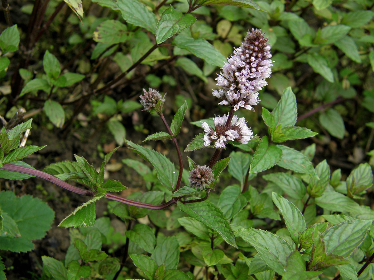 Máta peprná (Mentha x piperita L.)