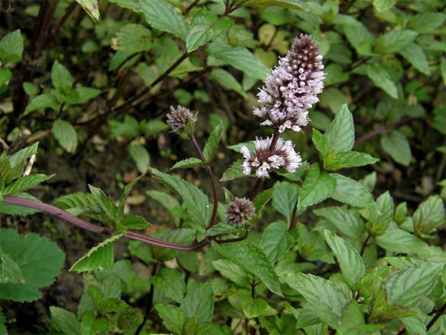 Máta peprná (Mentha x piperita L.)