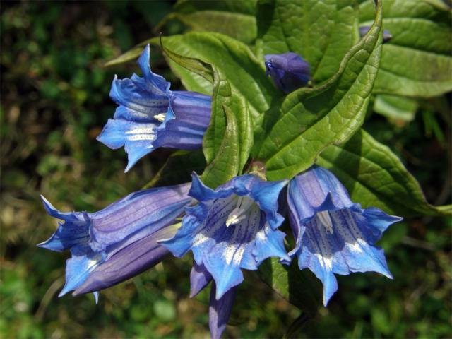 Hořec tolitovitý (Gentiana asclepiadea L.)