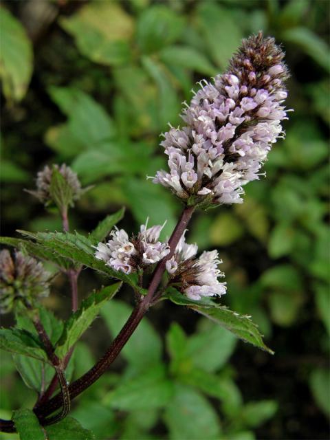 Máta peprná (Mentha x piperita L.)